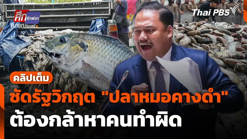 "ณัฐชา" ซัดรัฐวิกฤต "ปลาหมอคางดำ" ต้องกล้าหาคนทำผิด