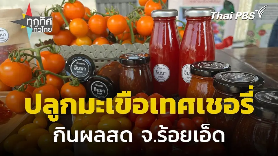 รวมกลุ่มปลูกมะเขือเทศเชอรี่ กินผลสด จ.ร้อยเอ็ด