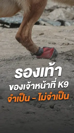 รองเท้าของเจ้าหน้าที่ K9 จำเป็น - ไม่จำเป็น