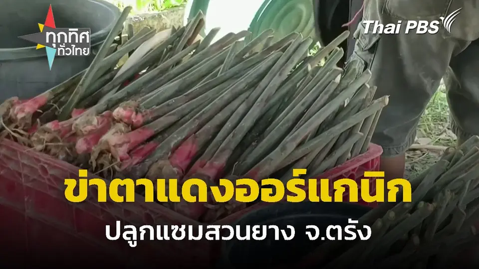 ปลูกข่าตาแดงออร์แกนิกแซมสวนยาง จ.ตรัง