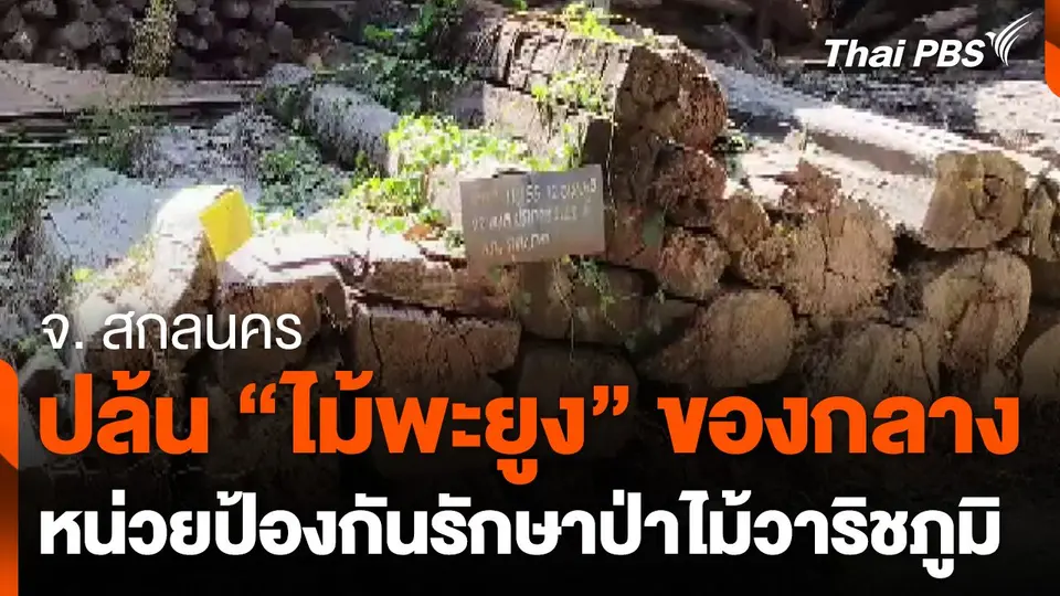 ปล้น "ไม้พะยูง" ของกลาง หน่วยป้องกันรักษาป่าไม้วาริชภูมิ จ. สกลนคร
