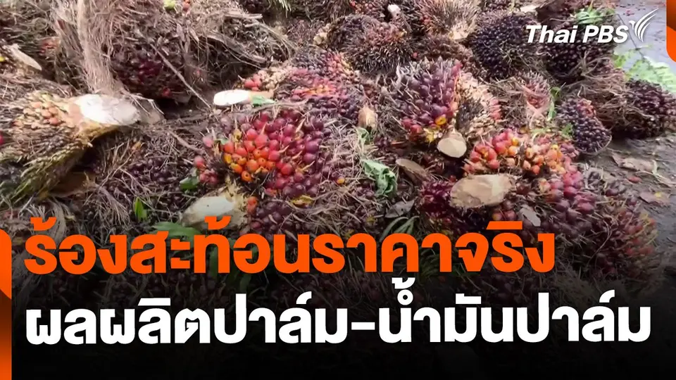 ร้องสะท้อนราคาจริง ผลผลิตปาล์ม-น้ำมันปาล์ม