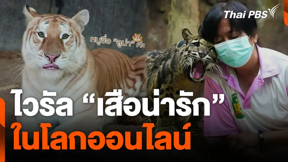 ไวรัลเสือน่ารัก ในโลกออนไลน์