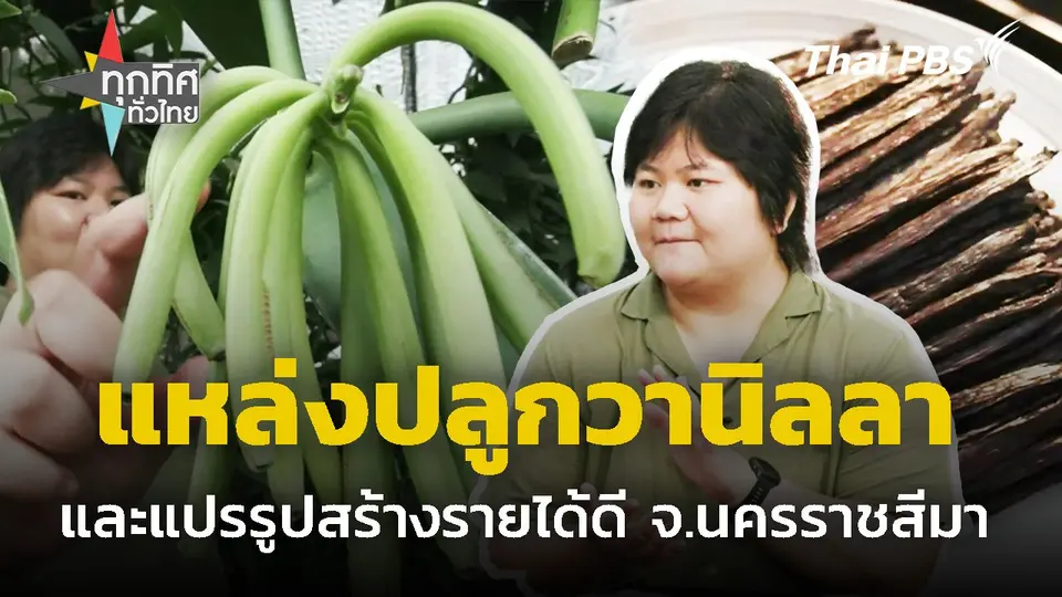 แหล่งปลูกและแปรรูปวานิลลาสร้างรายได้งาม จ.นครราชสีมา