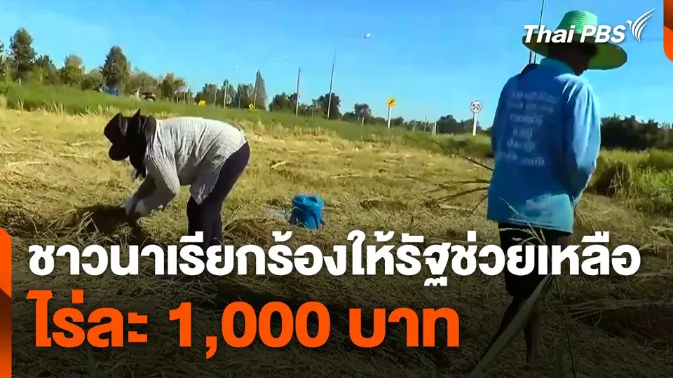 ชาวนาเรียกร้องให้รัฐช่วยเหลือไร่ละ 1,000 บาท