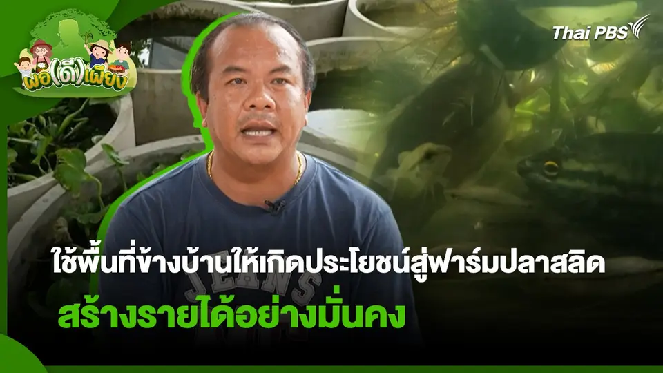 พอดีพอเพียง : ใช้พื้นที่ข้างบ้านให้เกิดประโยชน์สู่ฟาร์มปลาสลิด สร้างรายได้อย่างมั่นคง