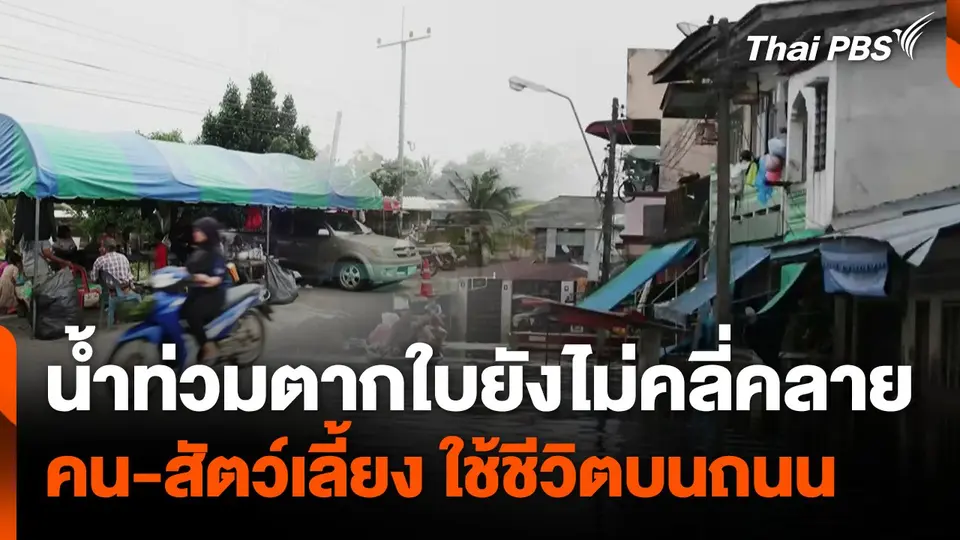 น้ำท่วมตากใบยังไม่คลี่คลาย คน-สัตว์เลี้ยง ใช้ชีวิตบนถนน