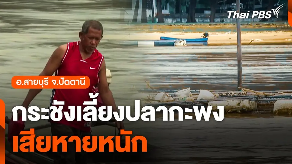 กระชังเลี้ยงปลากะพง อ.สายบุรี จ.ปัตตานี เสียหายหนัก