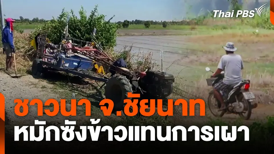ชาวนา จ.ชัยนาท หมักซังข้าวแทนการเผา