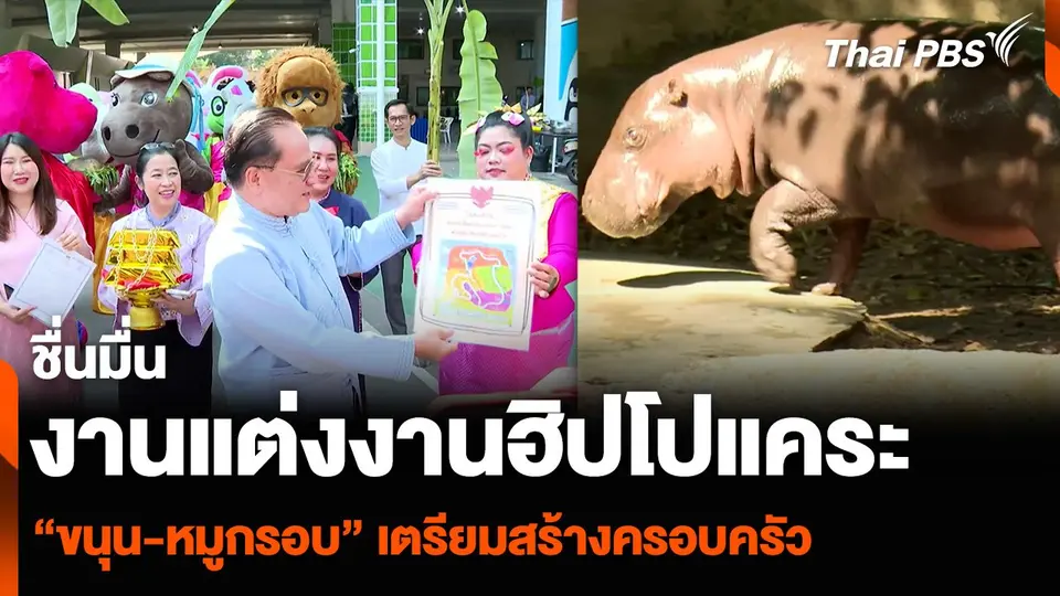 งานแต่งงานฮิปโปแคระ “ขนุน-หมูกรอบ” เตรียมสร้างครอบครัว