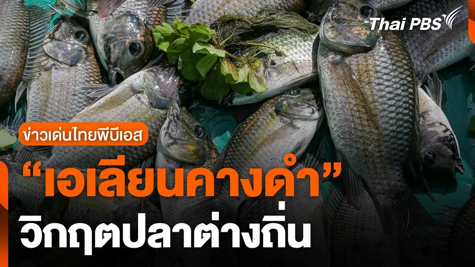 ข่าวเด่นไทยพีบีเอส : "เอเลียนคางดำ" วิกฤตปลาต่างถิ่น