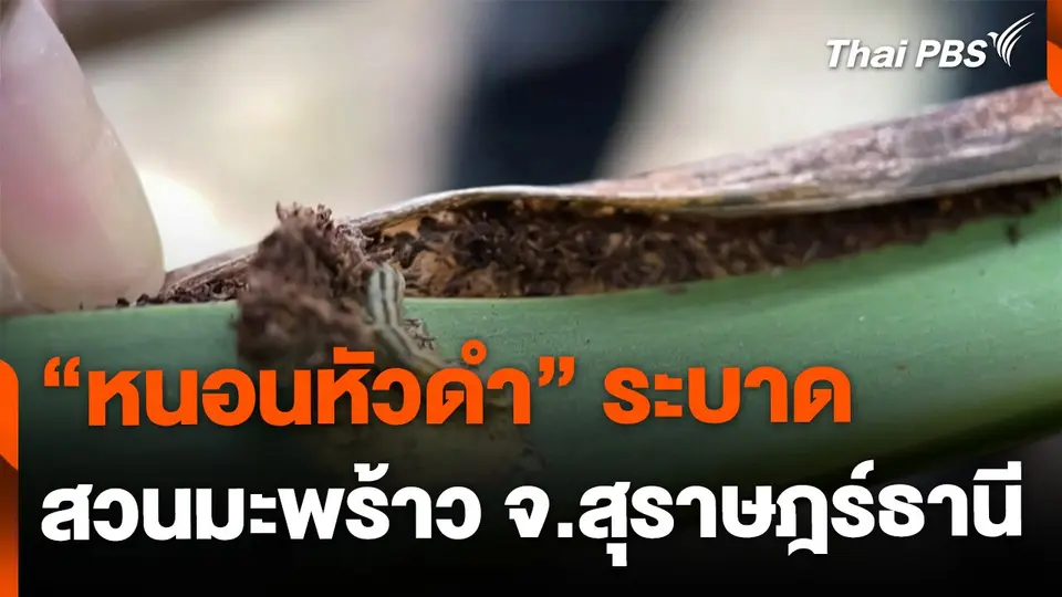 หนอนหัวดำระบาดสวนมะพร้าว จ.สุราษฎร์ธานี