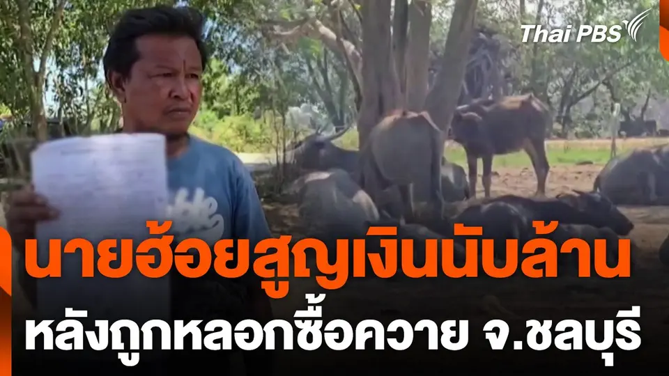 นายฮ้อย จ.ชลบุรี สูญเงินนับล้าน หลังถูกหลอกซื้อควาย