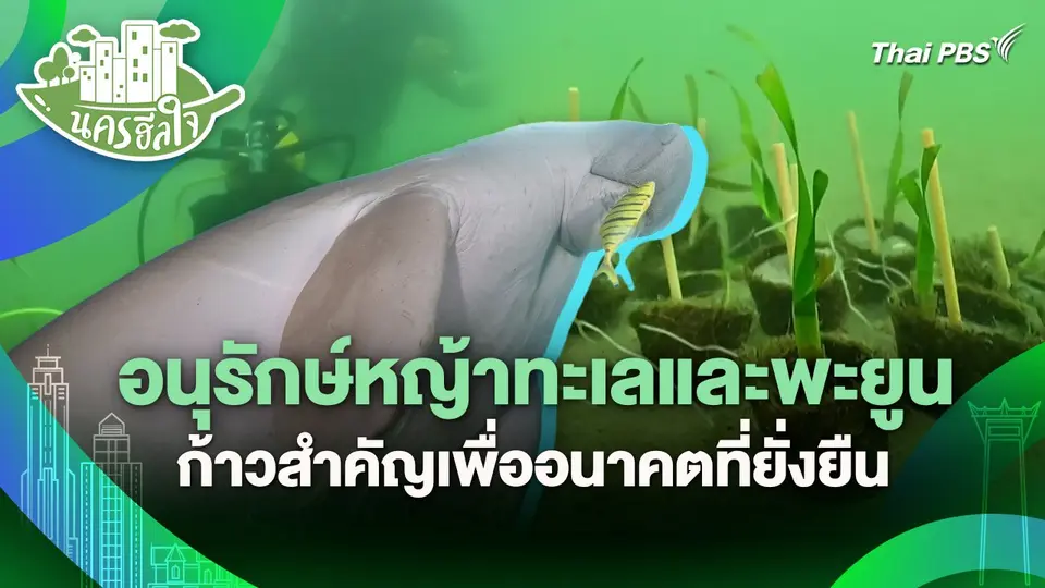 นครฮีลใจ : อนุรักษ์หญ้าทะเลและพะยูนก้าวสำคัญเพื่ออนาคตที่ยั่งยืน​