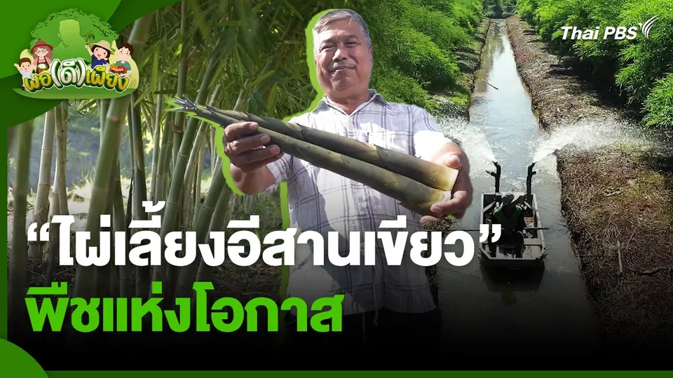 พอดีพอเพียง : "ไผ่เลี้ยงอีสานเขียว" พืชแห่งโอกาส