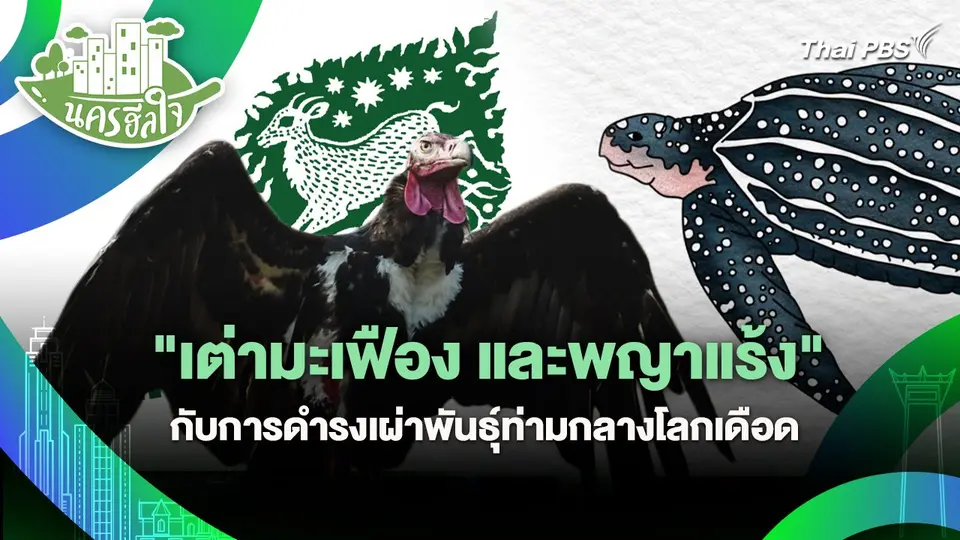 นครฮีลใจ : "เต่ามะเฟืองและพญาแร้ง" กับการดำรงเผ่าพันธุ์ท่ามกลางโลกเดือด