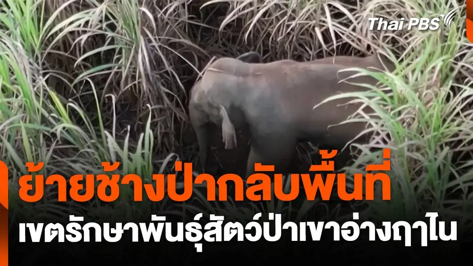 ย้ายช้างป่าไปปล่อยในเขตรักษาพันธุ์สัตว์ป่าเขาอ่างฤๅไน