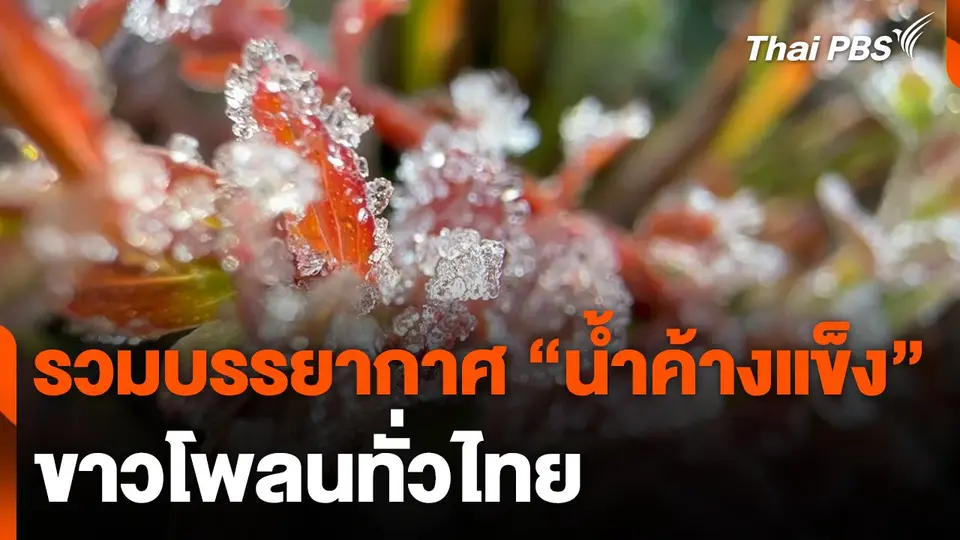 รวมบรรยากาศ "น้ำค้างแข็ง" ขาวโพลนทั่วไทย