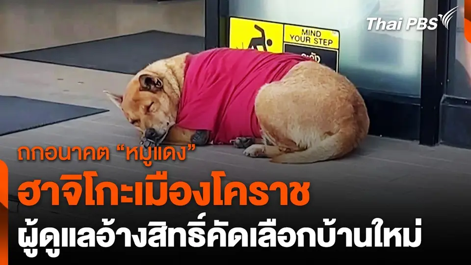 โซเชียลฯ ถกเถียงอนาคตสุนัข “ฮาจิโกะแห่งโคราช”