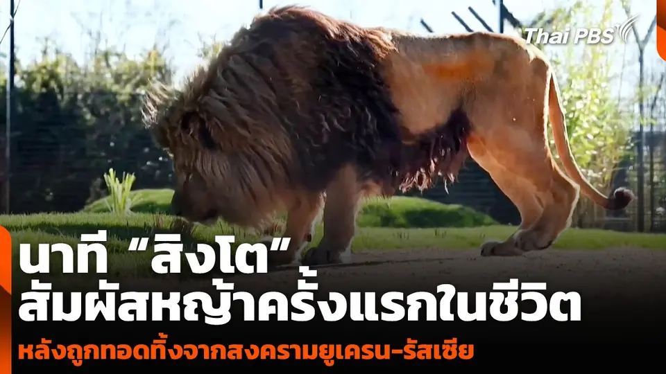 นาที “สิงโต” สัมผัสหญ้าครั้งแรกในชีวิต หลังถูกทอดทิ้งจากสงครามยูเครน-รัสเซีย