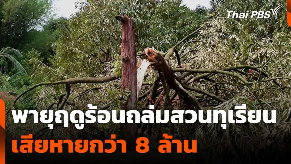 พายุฤดูร้อนถล่ม สวนทุเรียนเสียหายกว่า 8 ล้าน