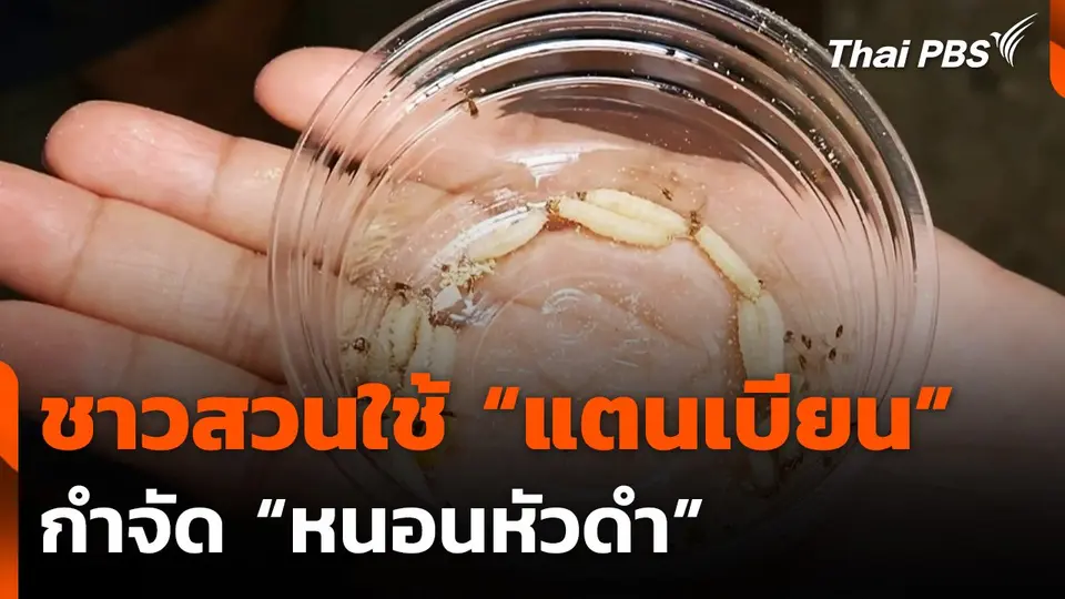ชาวสวนราชบุรีใช้ "แตนเบียน" กำจัด "หนอนหัวดำ"
