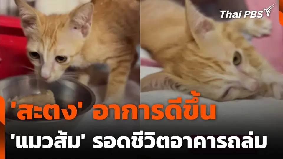 'สะตง' อาการดีขึ้น 'แมวส้ม' รอดชีวิตอาคารถล่ม