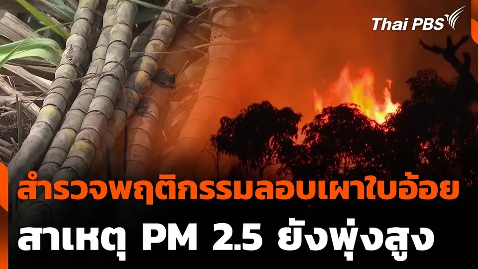 สำรวจพฤติกรรมลอบเผาใบอ้อย สาเหตุ PM 2.5 ยังพุ่งสูง