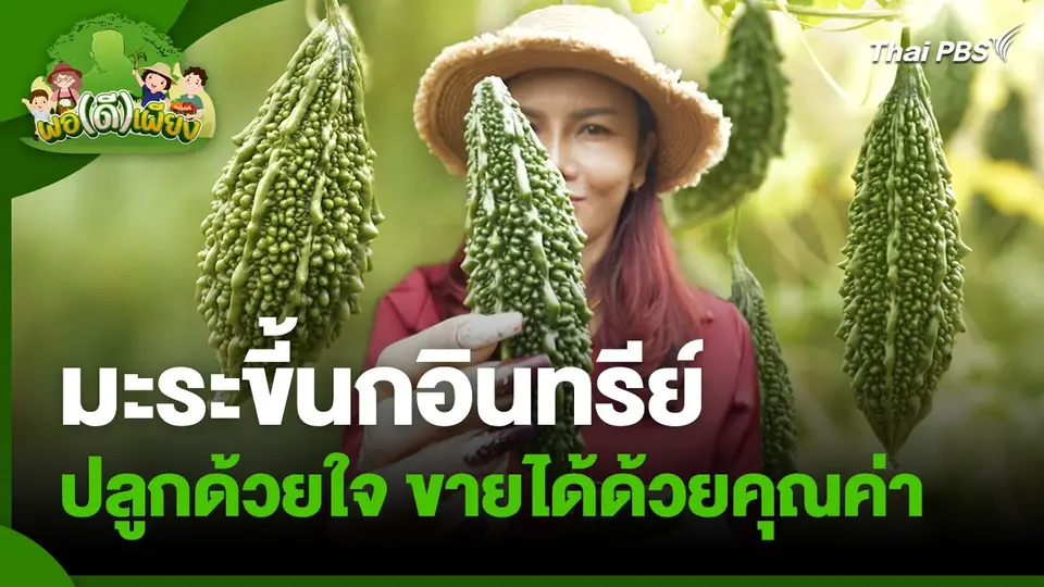 พอดีพอเพียง : มะระขี้นกอินทรีย์ ปลูกด้วยใจ ขายได้ด้วยคุณค่า