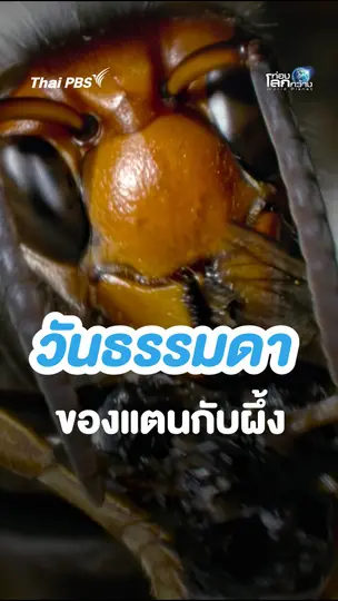 วันธรรมดา ของแตนกับผึ้ง | ท่องโลกกว้าง