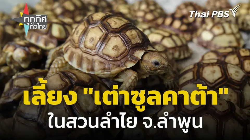 เลี้ยง "เต่าซูลคาต้า" ในสวนลำไย จ.ลำพูน