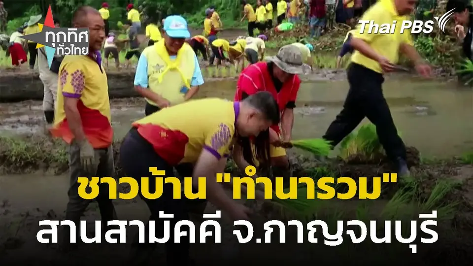 ชาวบ้าน "ทำนารวม" สานสามัคคี จ.กาญจนบุรี