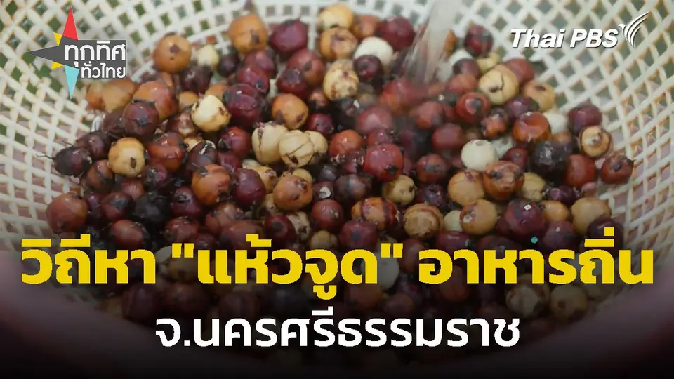 วิถีหา "แห้วจูด" ทำอาหารพื้นถิ่น จ.นครศรีธรรมราช