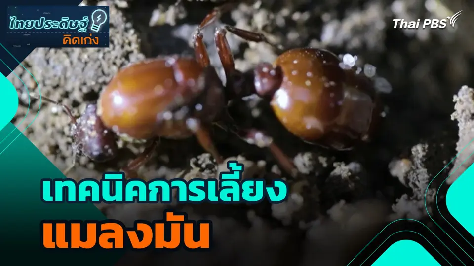 เทคนิคการเลี้ยงแมลงมัน