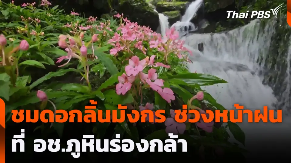 ชมดอกลิ้นมังกร ช่วงหน้าฝนที่ อช.ภูหินร่องกล้า