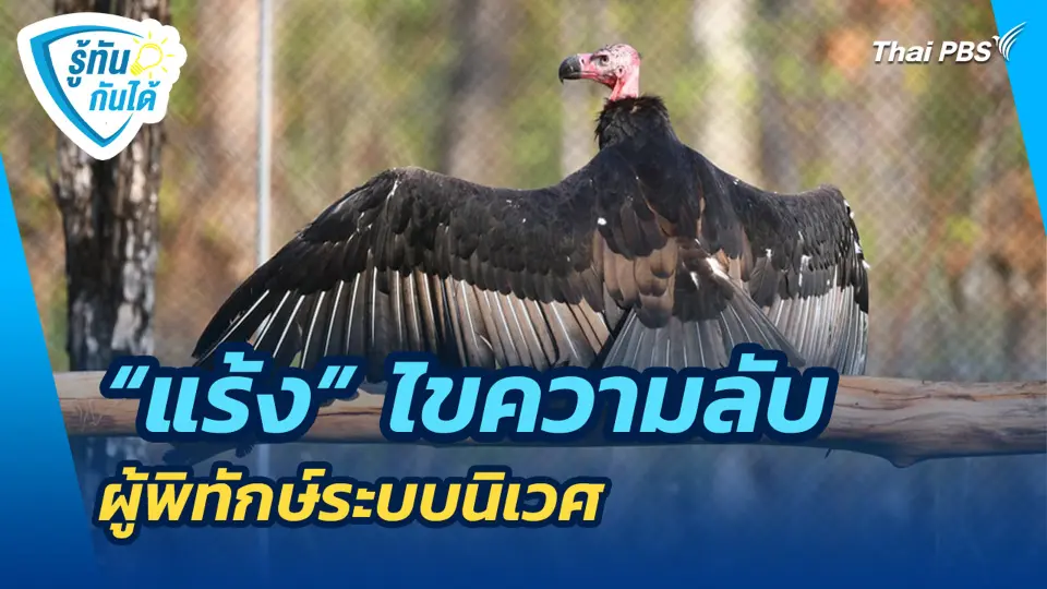 "แร้ง" ไขความลับผู้พิทักษ์ระบบนิเวศ