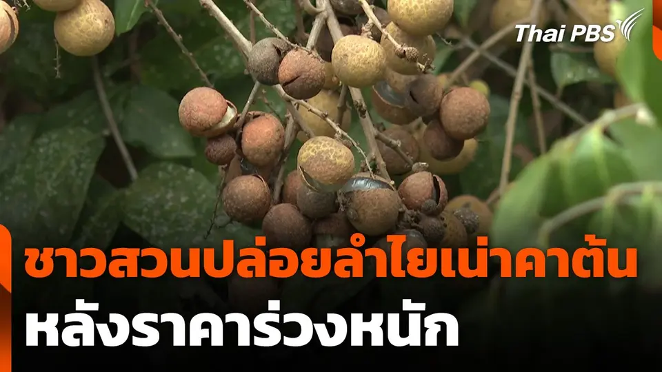 ชาวสวนปล่อยลำไยเน่าคาต้น หลังราคาร่วงหนัก