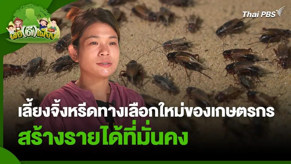 พอดีพอเพียง : เลี้ยงจิ้งหรีดทางเลือกใหม่ของเกษตรกร สร้างรายได้ที่มั่นคง
