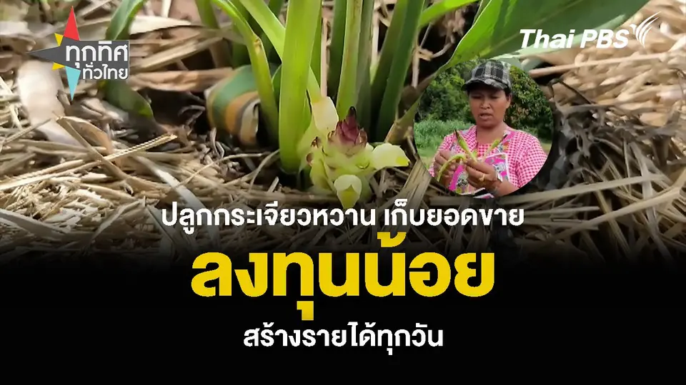 ปลูกกระเจียวหวาน เก็บยอดขาย ลงทุนน้อย สร้างรายได้ทุกวัน
