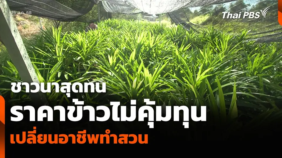 ชาวนาสุดทน ราคาข้าวไม่คุ้มทุน เปลี่ยนอาชีพทำสวน
