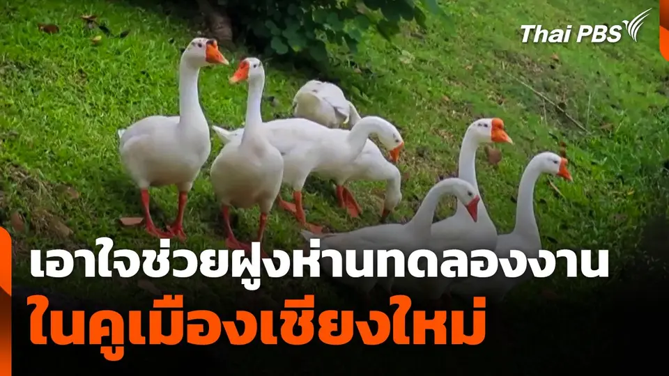 เอาใจช่วยฝูงห่านทดลองงานในคูเมืองเชียงใหม่
