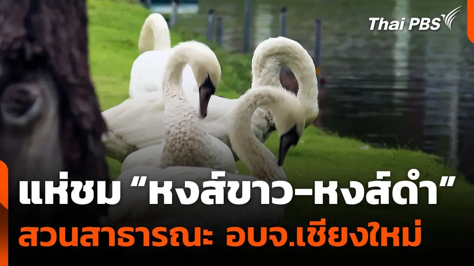 แห่ชม “หงส์ขาว-หงส์ดำ” สวนสาธารณะ อบจ.เชียงใหม่