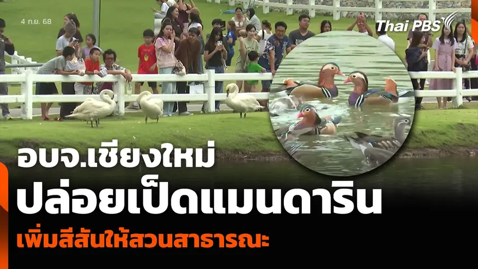 อบจ.เชียงใหม่ ปล่อยเป็ดแมนดาริน เพิ่มสีสันให้สวนสาธารณะ