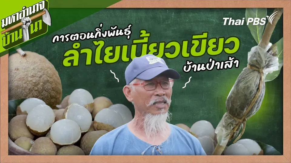 สูตรลับฉบับบ้านนา : สูตรการตอนกิ่งพันธุ์ลำไยเบี้ยวเขียวบ้านป่าเส้า