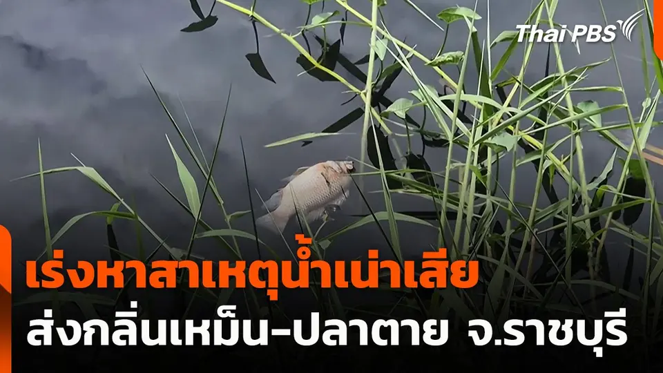 เร่งหาสาเหตุน้ำเน่าเสียส่งกลิ่นเหม็น-ปลาตาย จ.ราชบุรี