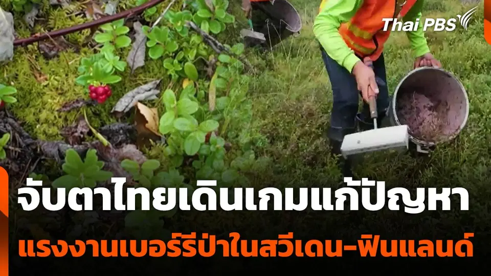 จับตาไทยเดินเกมแก้ปัญหาแรงงานเบอร์รีป่าในสวีเดน-ฟินแลนด์