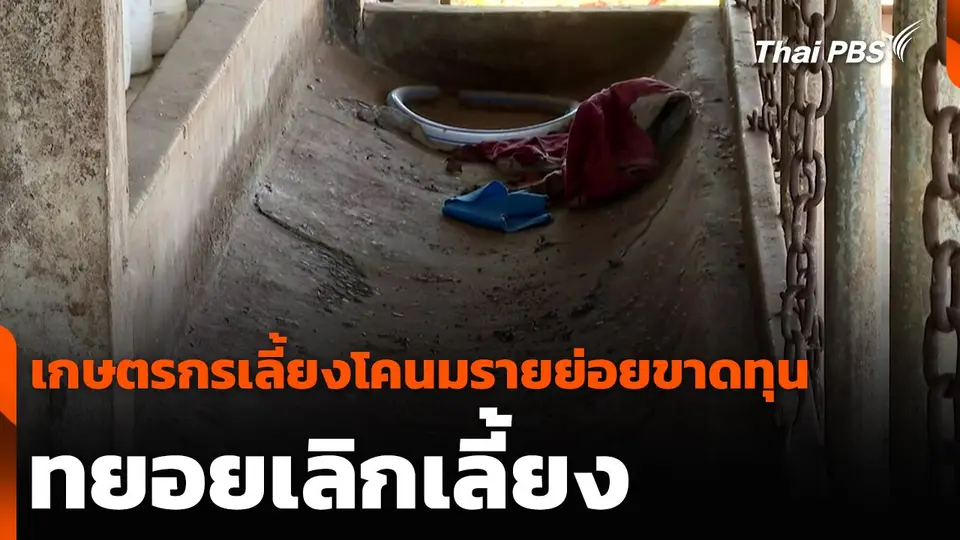 เกษตรกรเลี้ยงโคนมรายย่อยขาดทุน ทยอยเลิกเลี้ยง