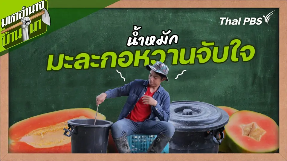 สูตรลับฉบับบ้านนา : น้ำหมักมะละกอหวานจับใจ
