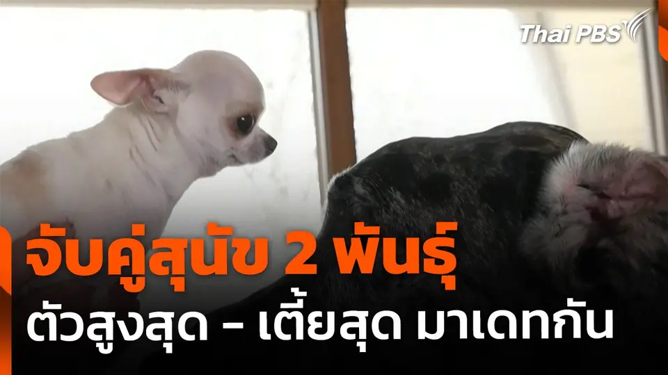 จับคู่เดทสุนัขสูงสุด - เตี้ยสุดในโลก