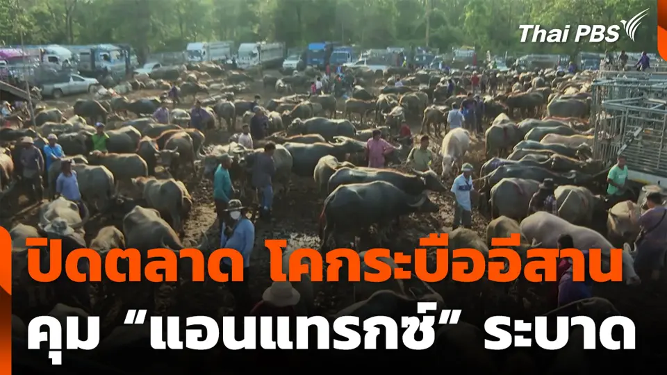ปิดตลาดโคกระบืออีสาน คุม “แอนแทรกซ์” ระบาด